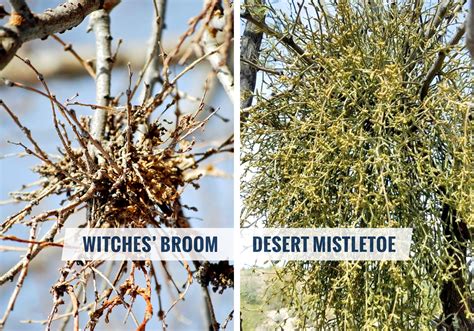 The Wonders of Witchcraft: The Importance of the Name of a Witch's Broom